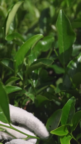 tea harvesting