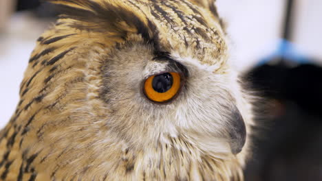 One-owl-is-looking-intently-looking-on-the-right-side-of-the-frame-and-was-barely-moving-while-on-display-inside-a-mall-in-Bangkok,-Thailand