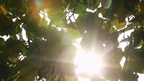 sunlight streaming through the leaves