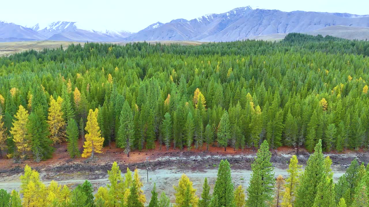 Aerial footage captures vibrant pine forest and distant mountains under soft daylight at Lake Tekapo, New Zealand