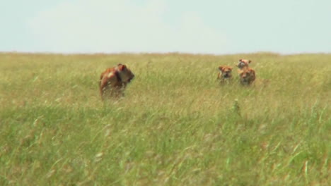 a group of lions walk through tall grass in the distance on the prowl