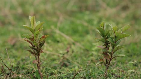 plante de goyave aux feuilles vertes et rouges