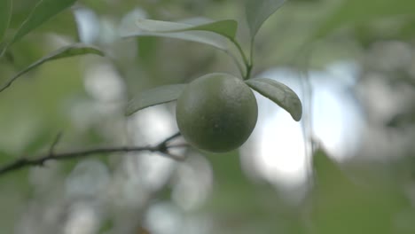 Kumquats,-Cumquats
Lucky-Fruit-in-Chinese-Culture