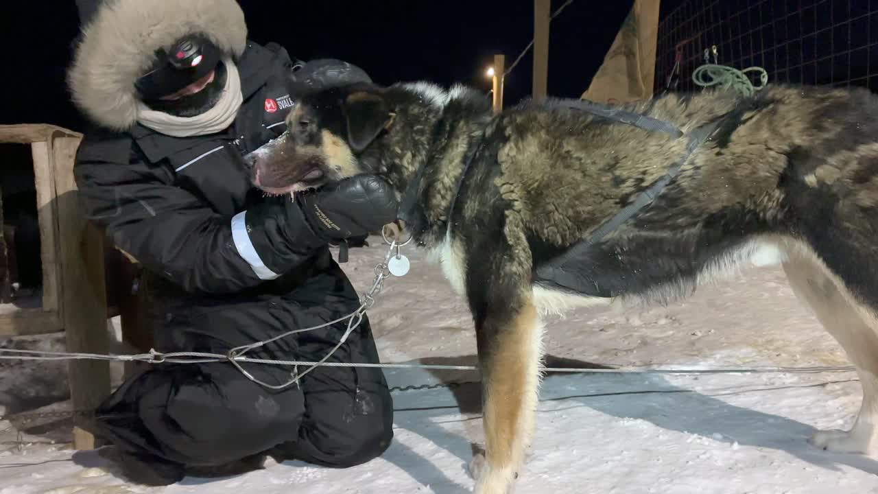 Client caressant un chien de traîneau après une balade dans la nuit polaire. Svalbard, Norvège.