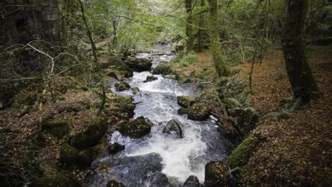 river kennall in the picturesque woodland kennall vale in cornwall, england - tilt up