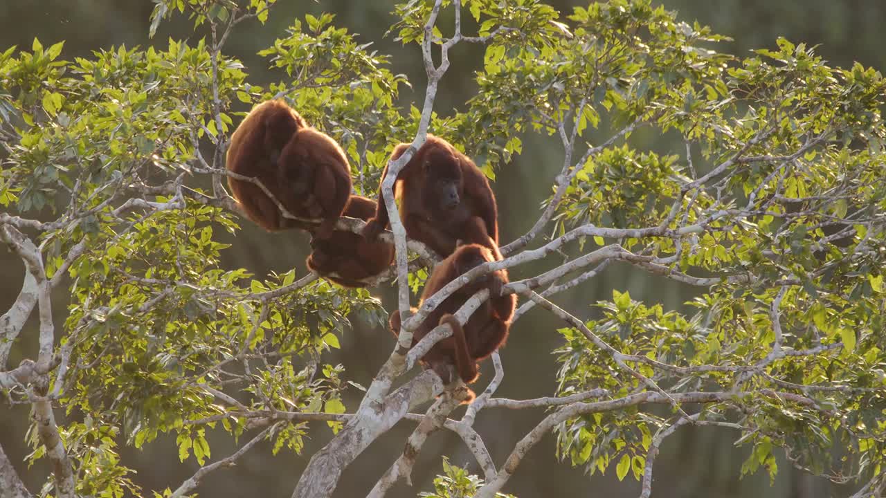 mono aullador se rasca mientras descansa con la tropa en la copa de un árbol, reserva nacional de tambopata, perú