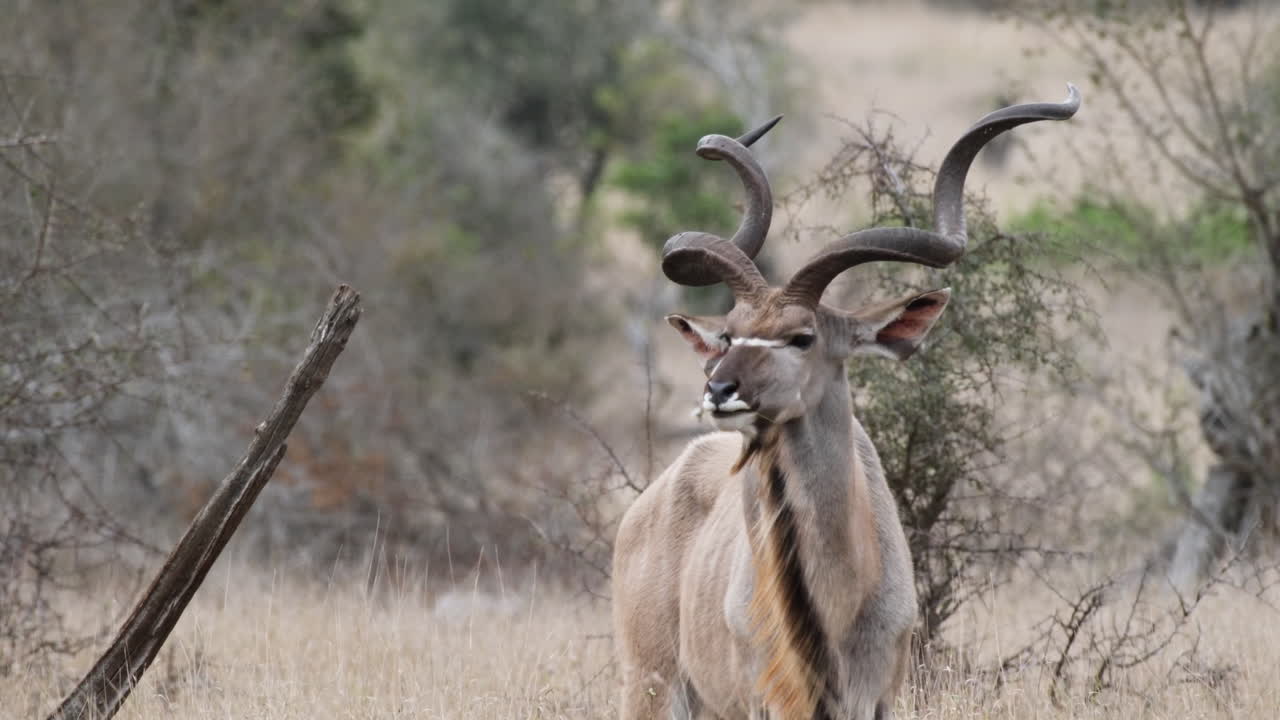 el macho del kudu mayor rumiando en la sabana en el desierto de kalahari en sudáfrica