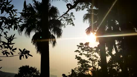 palmera durante la puesta de sol