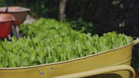 Eine-Ansammlung-Grüner-Pflanzen-Wächst-In-Einer-Großen-Gelben-Gartenwanne-Aus-Metall