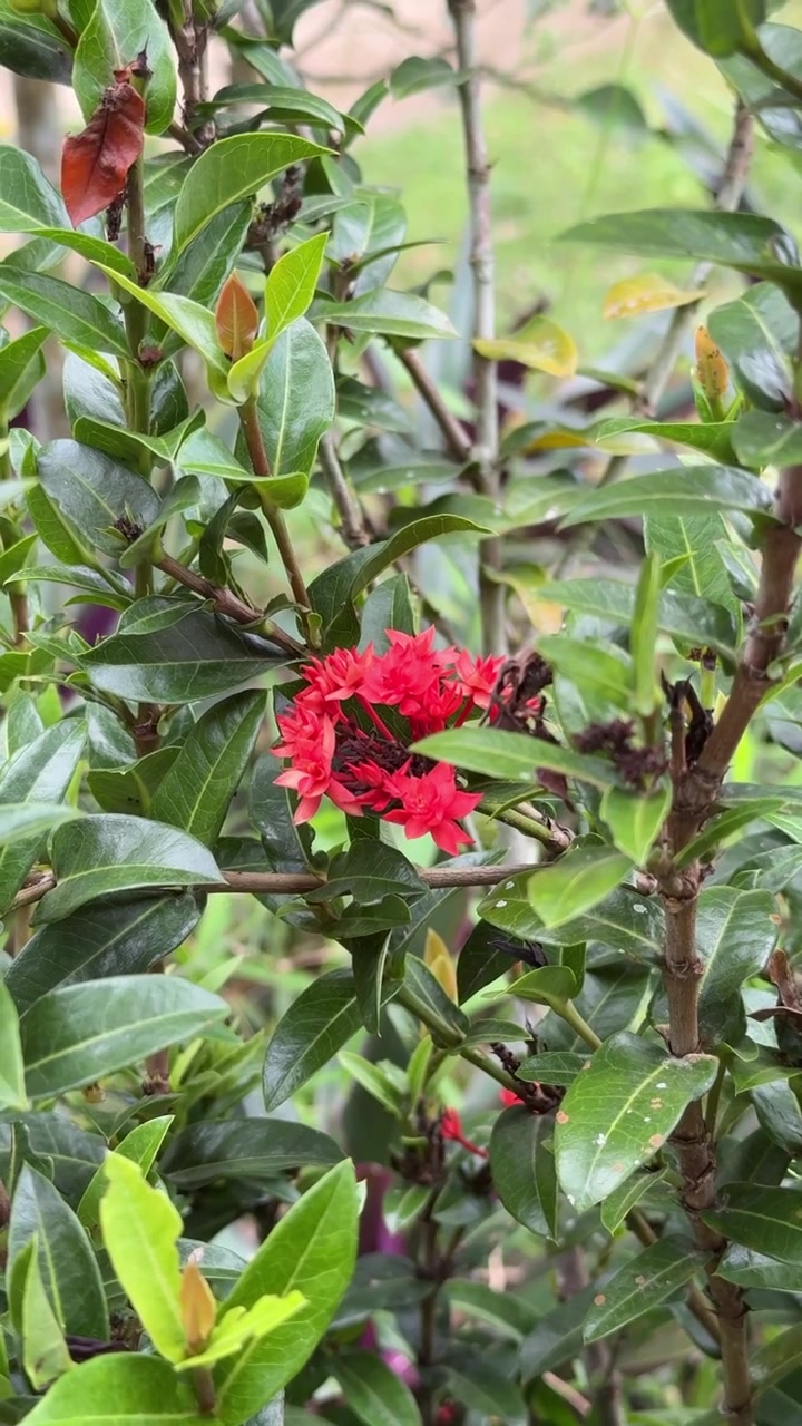 Fiori di Ixora rosso vivace che sbocciano in un giardino rigoglioso