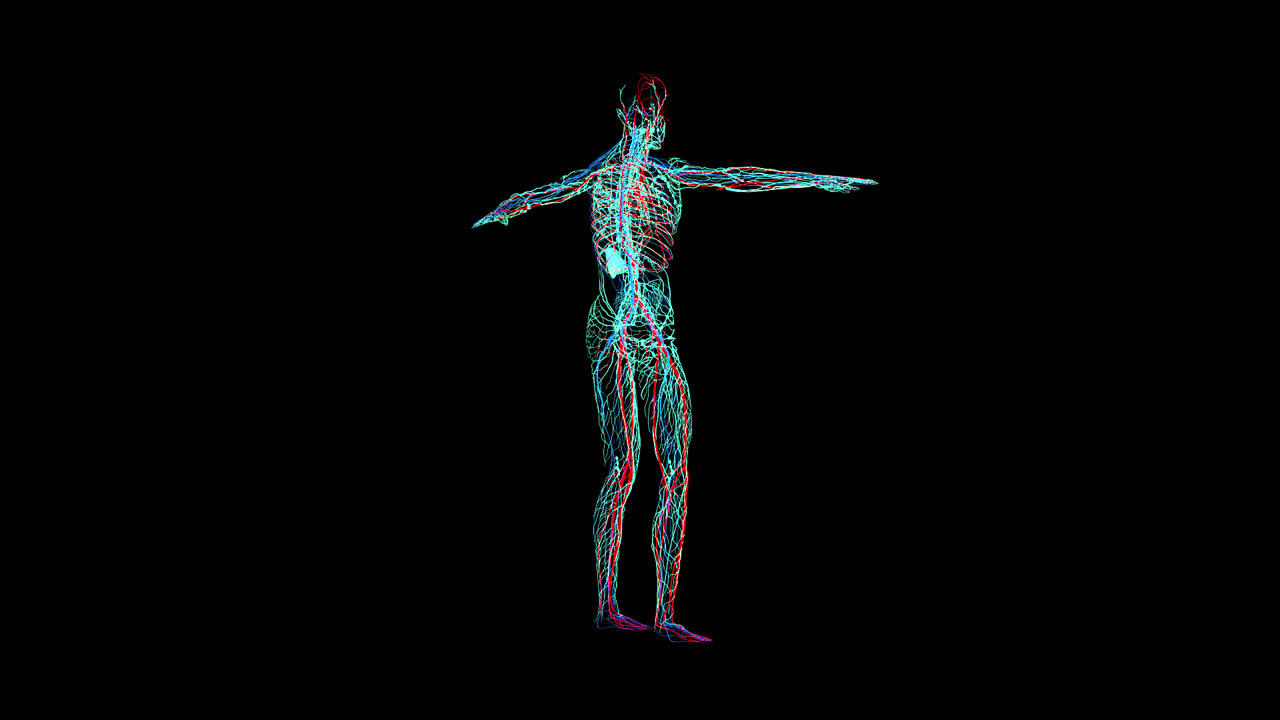 Nervous System With Alpha Channel