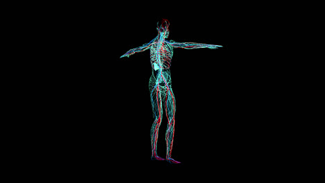 nervous system with alpha channel