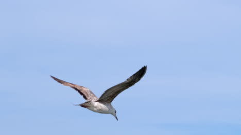 Close-up-tracking-of-seagull-flying-under-blue-sky-during-daytime
