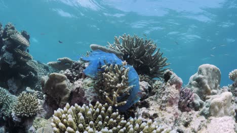 una bolsa de plástico desechada que cubre parte del ecosistema de coral de la gran barrera de arrecifes