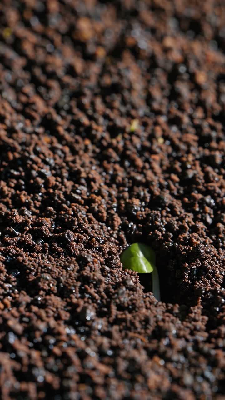 Close-up video shot of a small green sprout emerging from rich, textured soil, capturing the essence