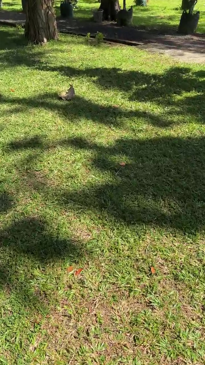 Piccolo scoiattolo che corre sull'erba verde in un parco