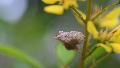 Visto-Colgando-De-Lado-Luego-Gira-La-Cabeza-Mientras-Se-Sacude-Y-Luego-Mira-A-La-Cámara,-La-Planta-Se-Mueve-Con-Algo-De-Viento,-Mantis,-Ceratomantis-Saussurii,-Tailandia