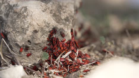 Primer-Plano-De-Los-Insectos-De-Las-Plantas-Deraeocoris-Arrastrándose-Sobre-Un-Trozo-De-Madera-Caído