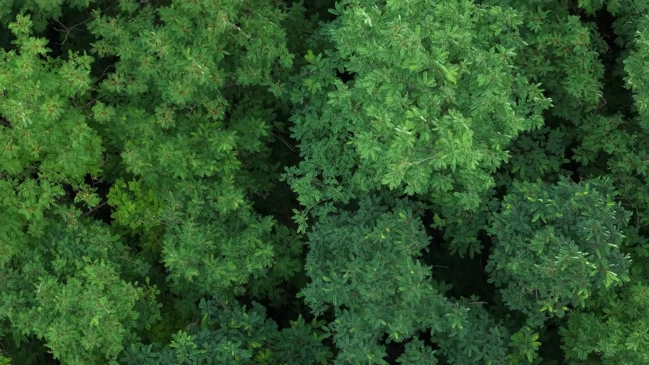 Una fitta chioma forestale mostra un fogliame lussureggiante e di un verde vibrante da una vista aerea. Questa trama naturale fornisce uno sfondo ideale per temi ambientali