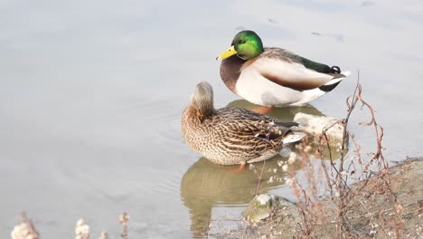 Close-up-of-Mallard-couple-grooming-by-lake