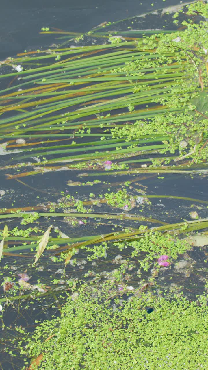 Aquatic plants, duckweed, and algae drift gently on sunlit river water, camera slowly pans