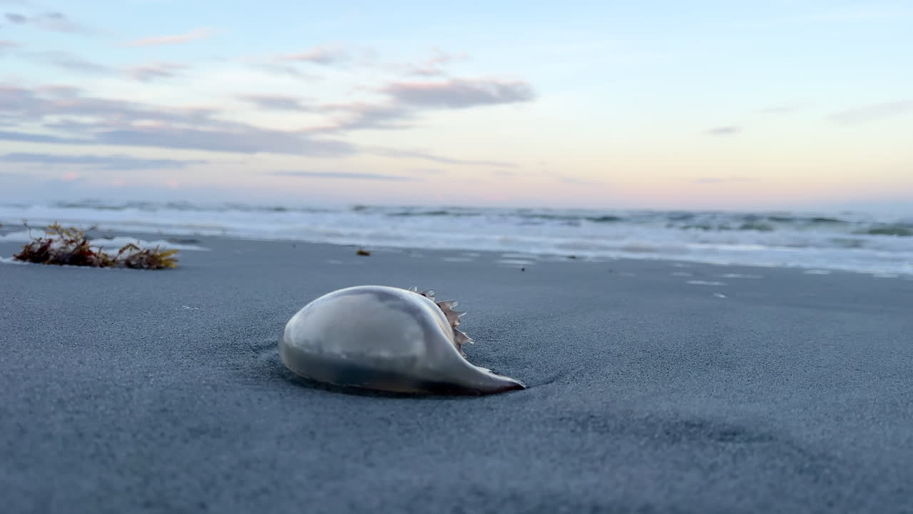 해가 지는 해변에 있는 해파리
