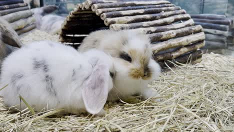 two adorable bunnies resting on hay