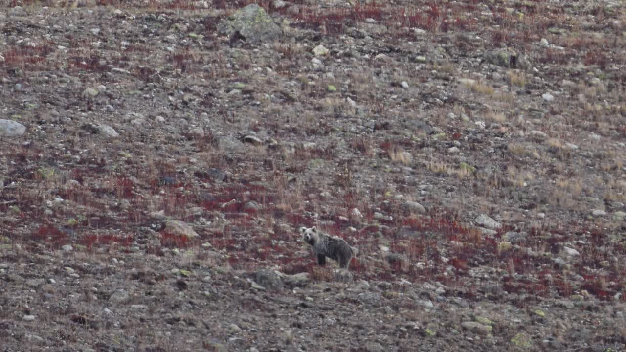 디오사이 국립 공원 에 있는 히말라야 갈색  ⁇