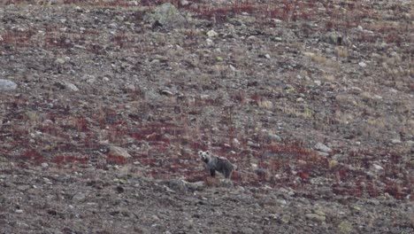 Oso-Pardo-Del-Himalaya-En-El-Parque-Nacional-Deosai