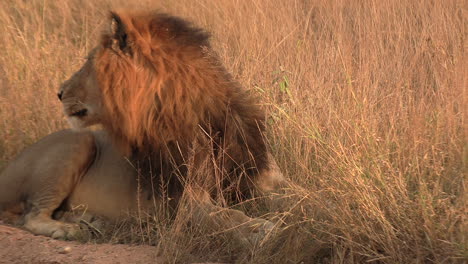 un león macho descansando mira detrás de él bajo el sol dorado en áfrica