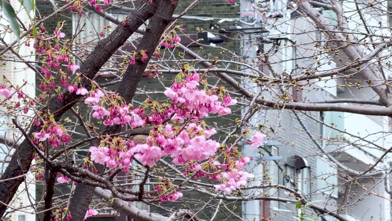 Un uccello bulbul dalle orecchie marroni si muove tra rami di sakura rosa in fiore su uno sfondo urbano.