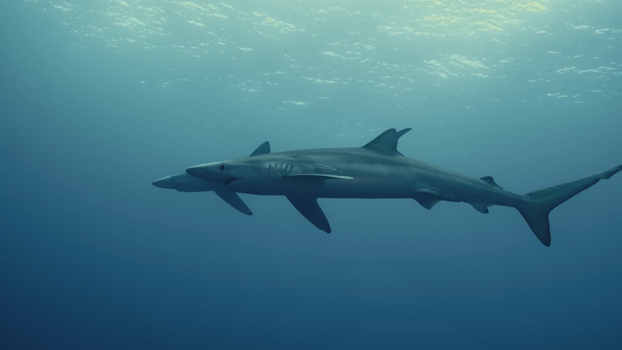 슬로우 모션으로 대서양을 헤엄치는 두 개의 커다란 푸른 상어