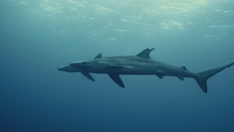 dos grandes tiburones azules nadando a través del océano atlántico en cámara lenta