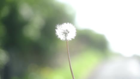 slow-mo of dandelion clock seeds being blown away with tall green hedges and country road in background