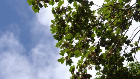 Hojas-Verdes-De-Las-Ramas-Del-árbol-Alto-Se-Agitan-En-El-Viento-Con-El-Cielo-Nublado-En-El-Fondo