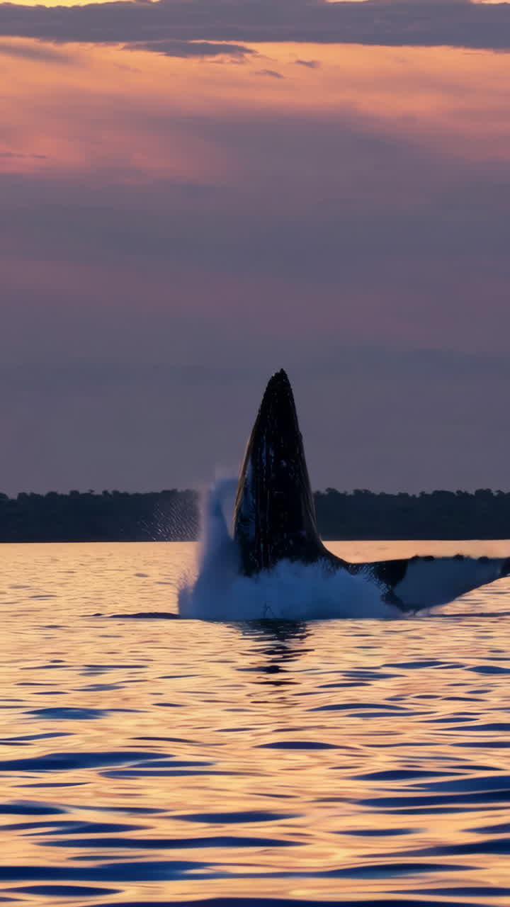 Whale Splashing in the Ocean at Sunset
