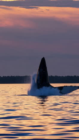 whale splashing in the ocean at sunset