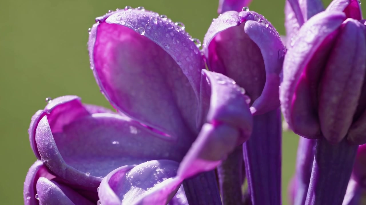 Time-Lapse of Purple Lilac Bud Blooming with Water Droplets