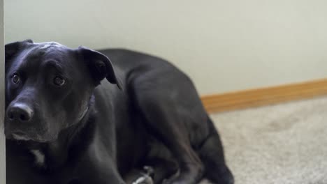 Black-lab-dog-with-sweet-face-lies-on-carpet-in-home-looking-cute