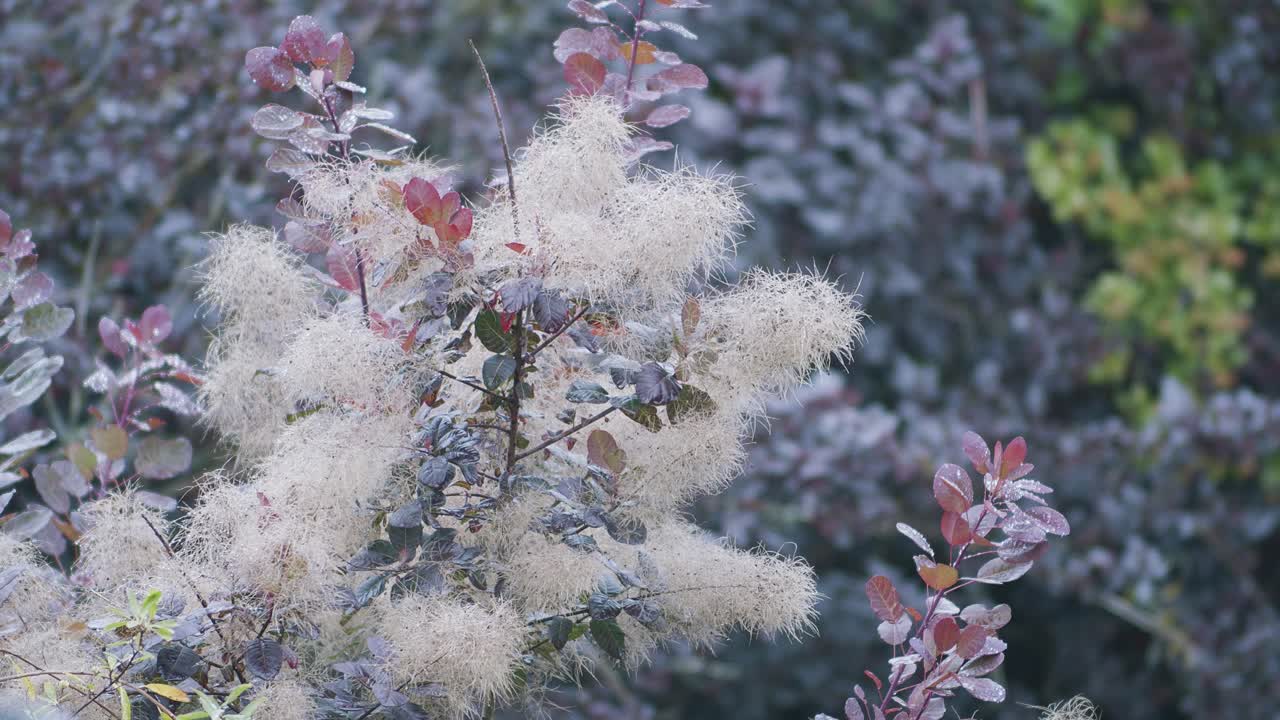 cotinus 연기 나무 smokebush 꽃 분기 닫다 초점 램프