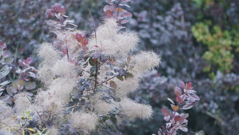 árbol-De-Humo-Cotinus-Smokebush-Rama-De-Flor-De-Cerca-Rampa-De-Enfoque