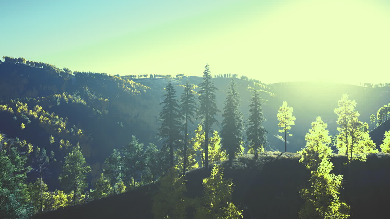 Golden light illuminating lush trees on a serene hillside at dawn