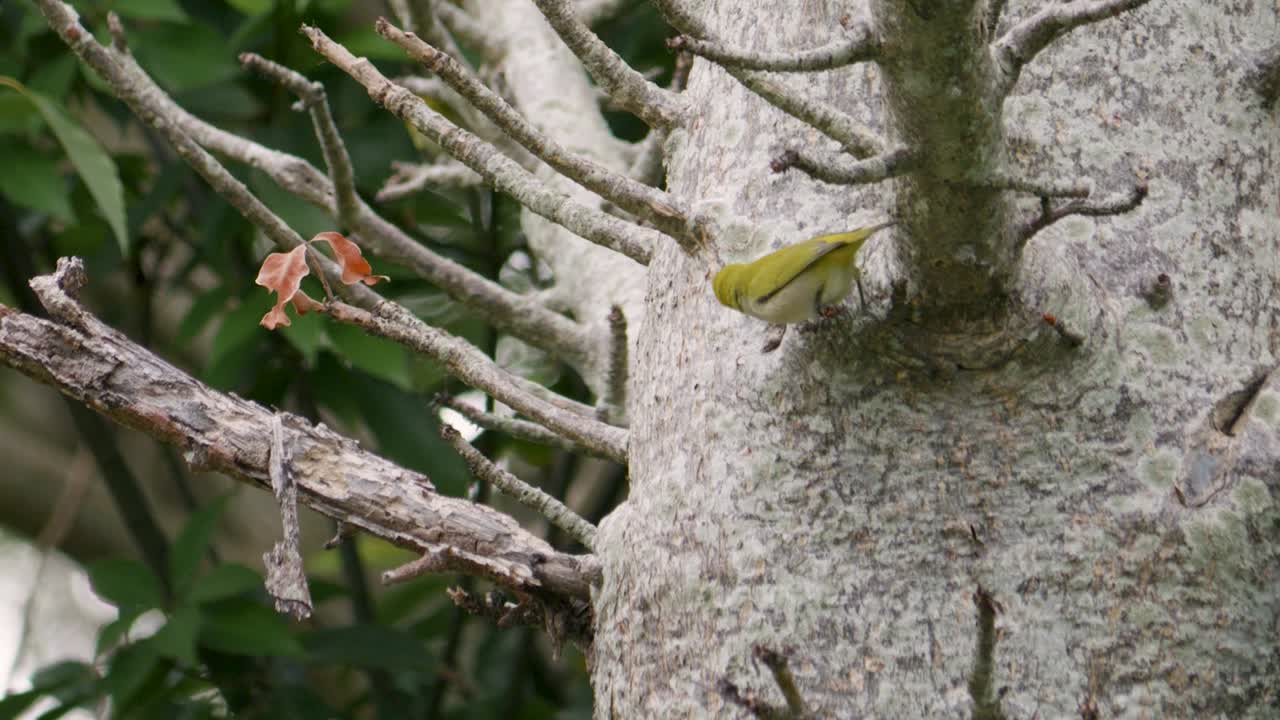 Low-Angle Shot of Japanese White-Eye Bird Searching for Food on Tree Trunk