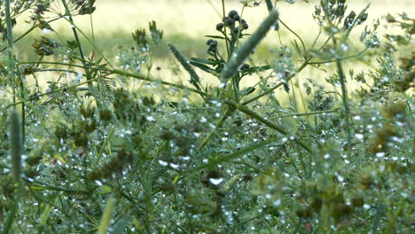 close-up of suggestive and relaxing shot of raindrops on grass