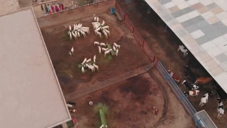 aerial birds eye view of cow farm building in rural sindh, pakistan