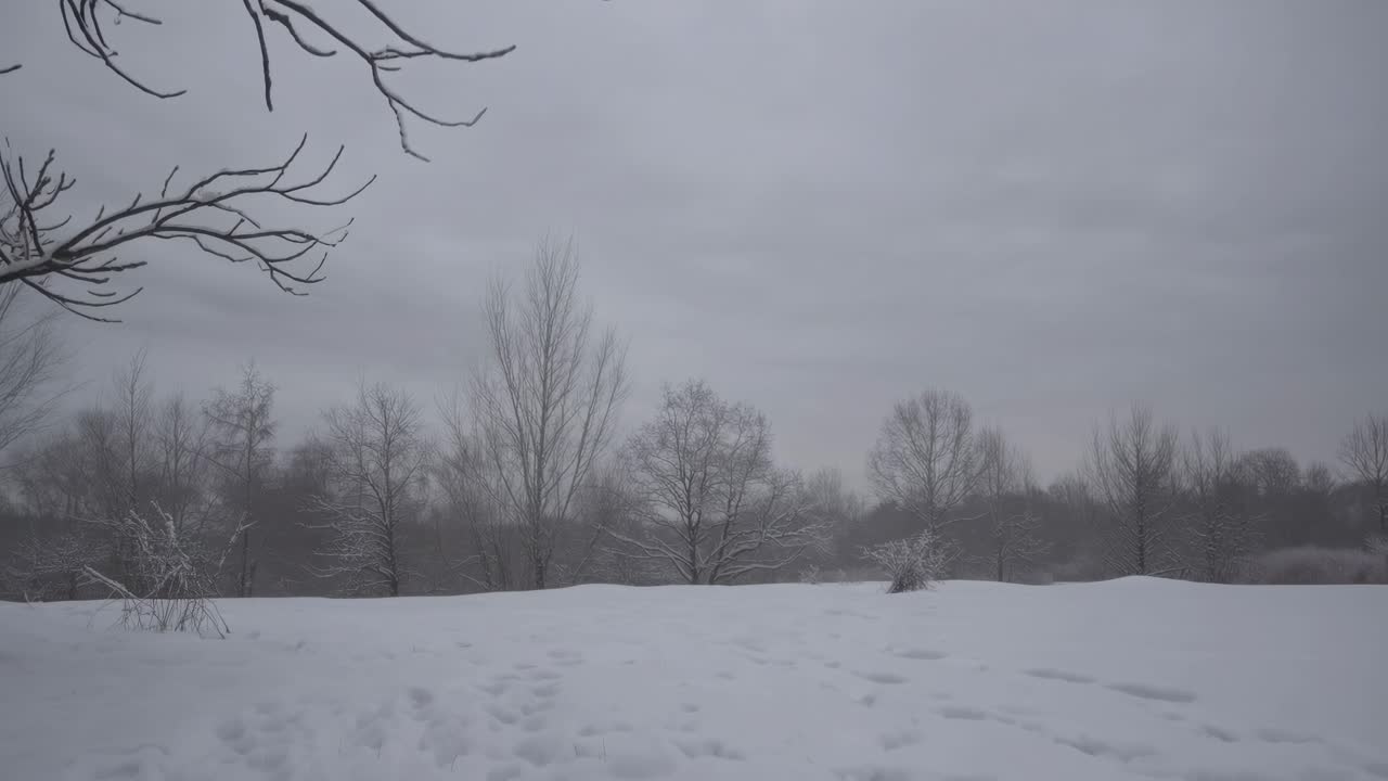 Wide-angle video shot of a serene winter landscape with snow-covered trees under a cloudy sky