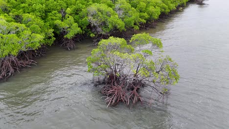 drone footage captures lush mangroves and tidal waters in port douglas, australia, with smooth camera rotation and natural lighting