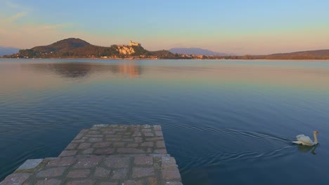 white swan swimming on smooth surface of lake maggiore water with reflection of angera castle in italy