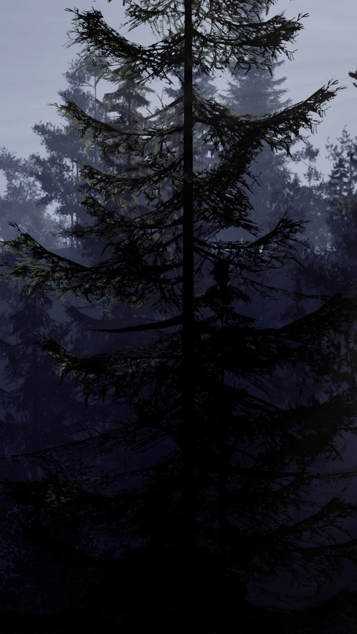Light shining through dark trees in a forest during early morning hours