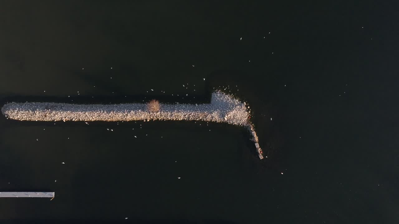 A flock of birds scattering over a pier in hamilton, ontario at dusk, aerial view